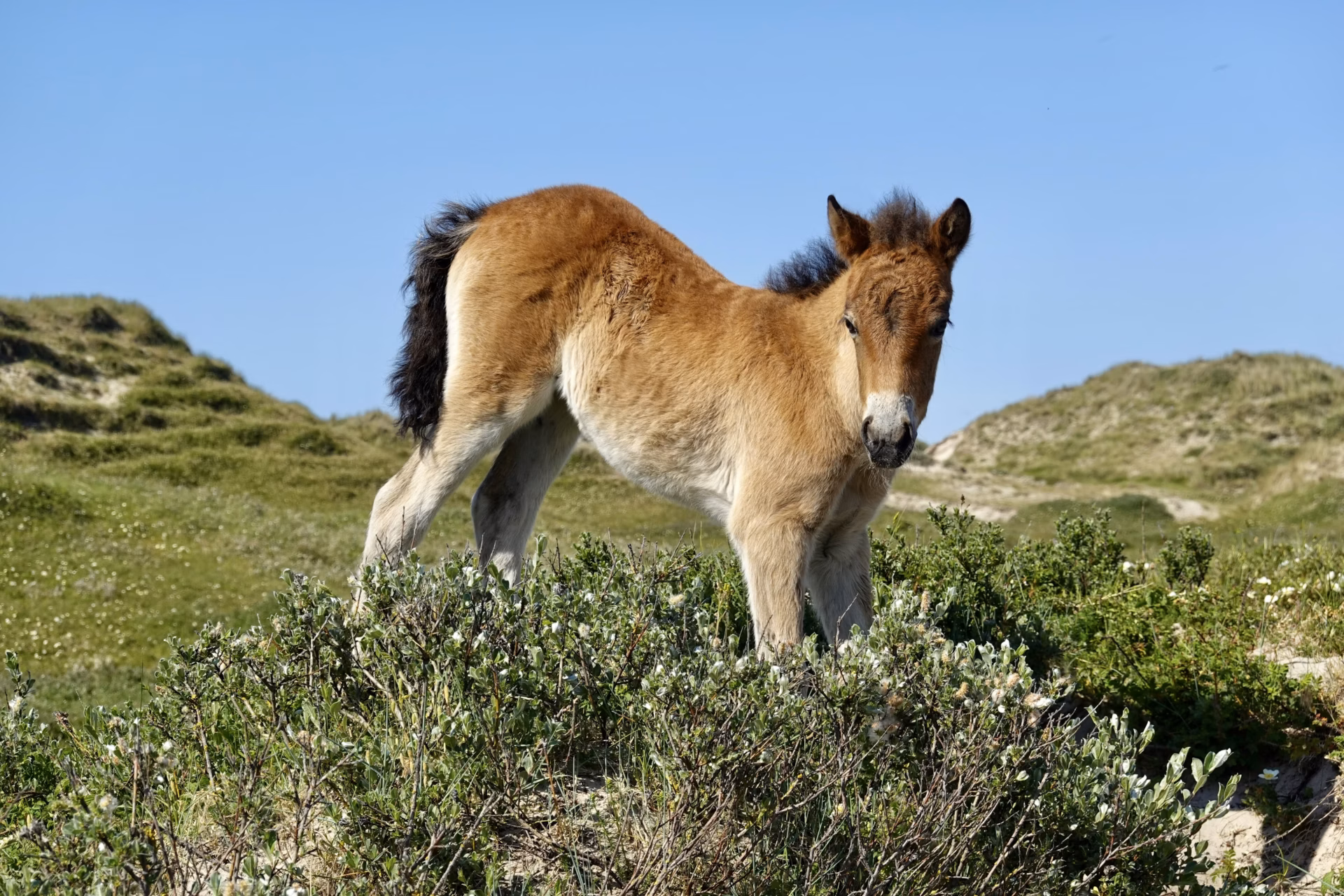Horse standing on the moors